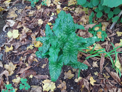 Arum italicum