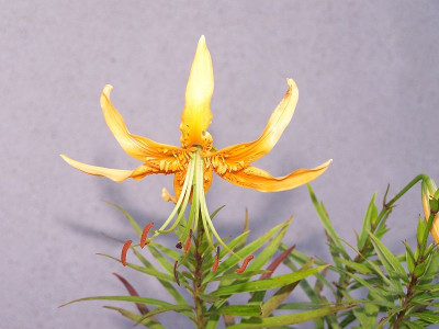 100_0677_LILIUM_henryi_800.jpg