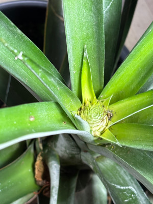 Ananasknospe