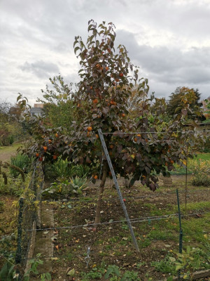 Kaki Baum 17 20251025.jpeg