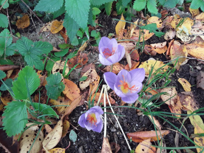 Crocus speciosus
