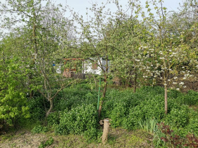 Wäldchen 20240406.jpeg