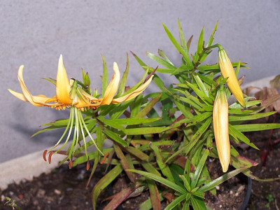 100_0678_LILIUM_rosthornii_viell.__640.jpg