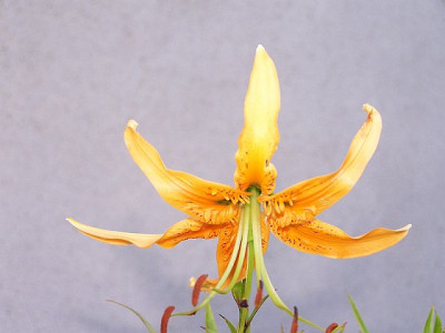 100_0679_LILIUM_rosthornii_evtl.___640.jpg