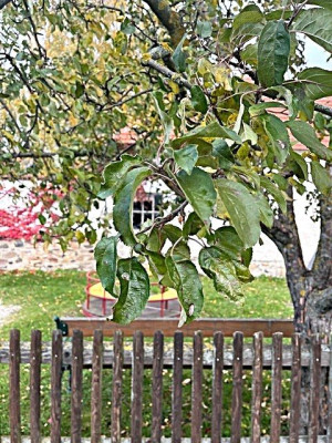 apfelbaum3.jpg
