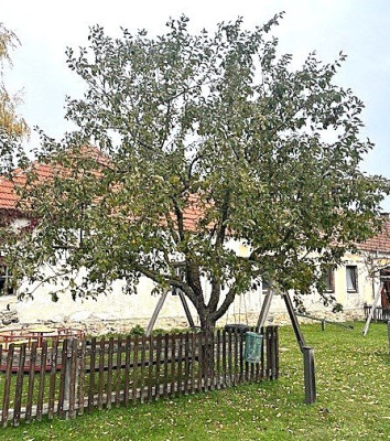 apfelbaum1.jpg