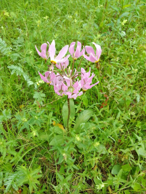 Götterblume/Dodecatheon