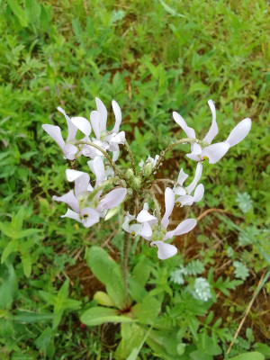 Dodecatheon/Götterblume