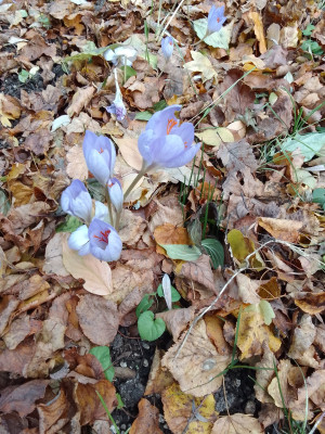 Crocus speciosus