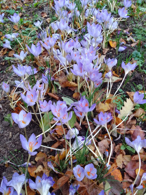 Crocus speciosus