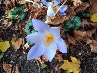 Crocus speciosus