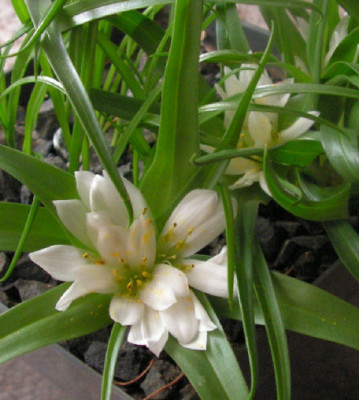 Androcymbium_rechingeri_037.jpg