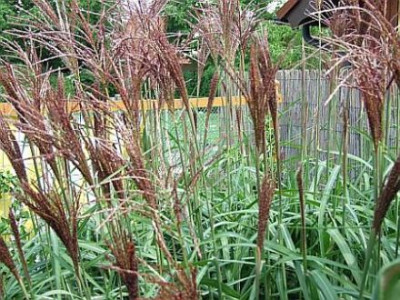 2008_0819Garten20080026.jpg