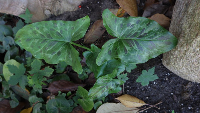 IMG_2883 Quappen im Wappen 2.jpg