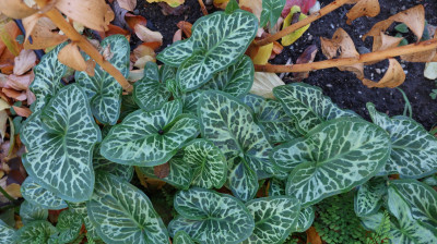 IMG_2862 BREITSEITE.JPG