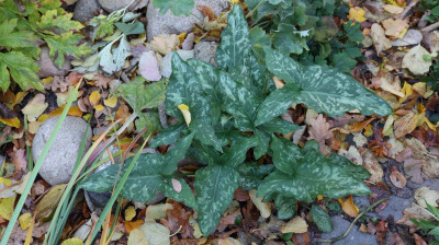 IMG_2855 spitzfindig.JPG