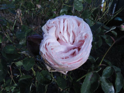 diegottin1.12.2008.jpg