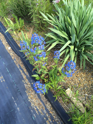 Penstemon TU (2).JPG