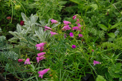 Penstemon mexicale.JPG