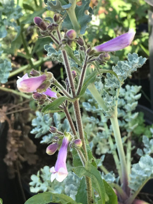 Penstemon hirsutus (1).JPG