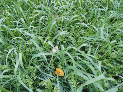 Sandhafer Phacelia Vogelmiere.jpeg