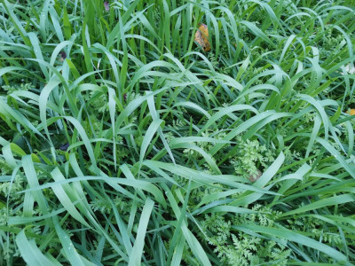 Sandhafer Phacelia 20251031.jpeg