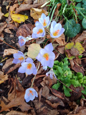 Crocus speciosus