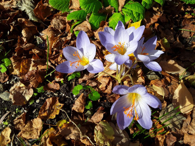 Crocus speciosus