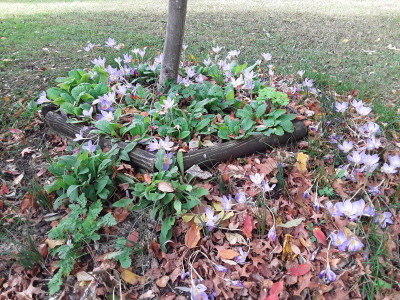 Krokusse und Primeln