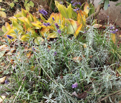 251101_Lavendel.jpg
