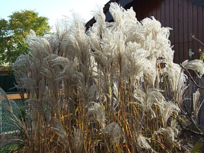 2008_1031nnnnnn0015.jpg