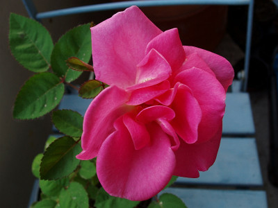 rosa_unspektakulaer_1berliner_bluete.jpg