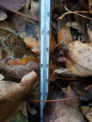 Laubhaufen Thermometer.jpeg