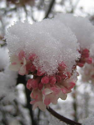 Viburnum_bodnantense_Dawn_1.jpg