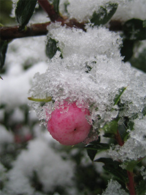 Gaultheria_mucronata_08.jpg