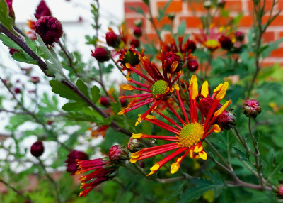 Chrysanthemum `Burnt Orange ´