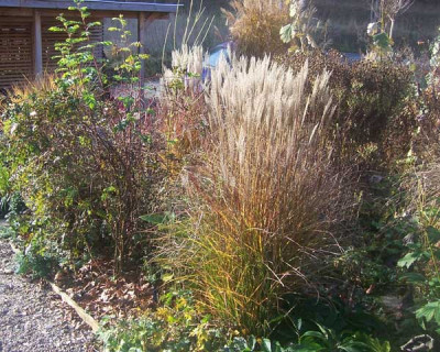 Miscanthus_klein_web.jpg
