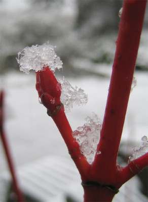 Acer_consp_Phoenix_3_12_08.jpg