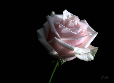 GP-Marzipanrose002.jpg