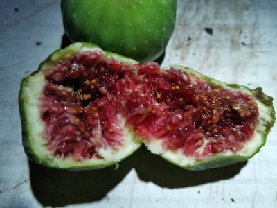 Feige Sämling 20251103.jpeg