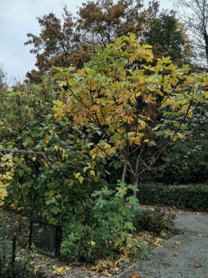 Feige Sämling 20251031.jpeg