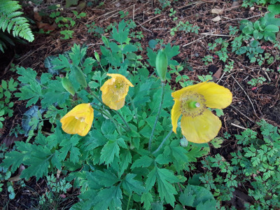 Papaver/ Meconopsis