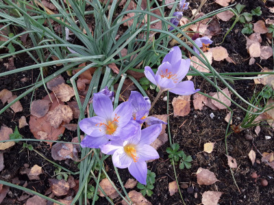 Crocus speciosus