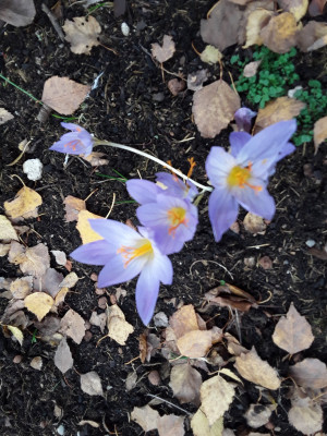 Crocus speciosus