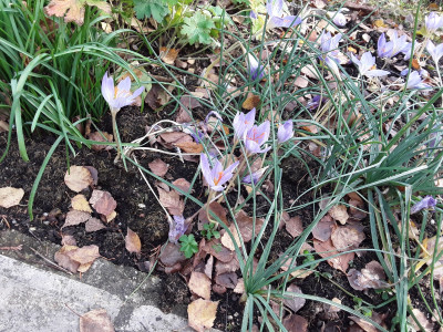 Crocus speciosus