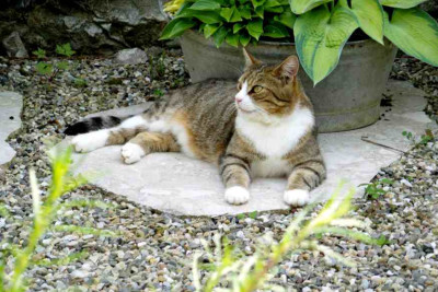 Hosta_Pauli1.jpg