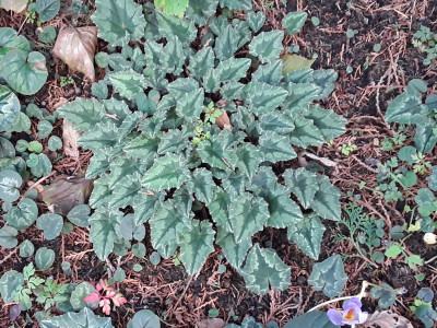 Cyclamen hederifolium