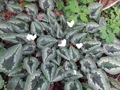 Cyclamen hederifolium