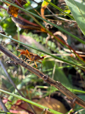 Dichetophora obliterata