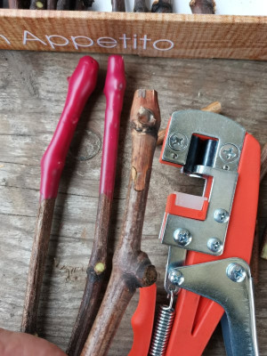 Reben veredeln 2.jpeg